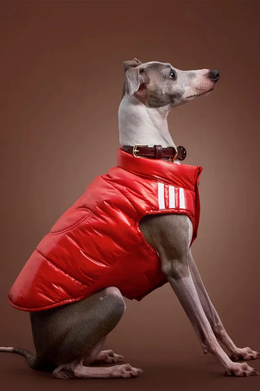 Mascotas a la moda