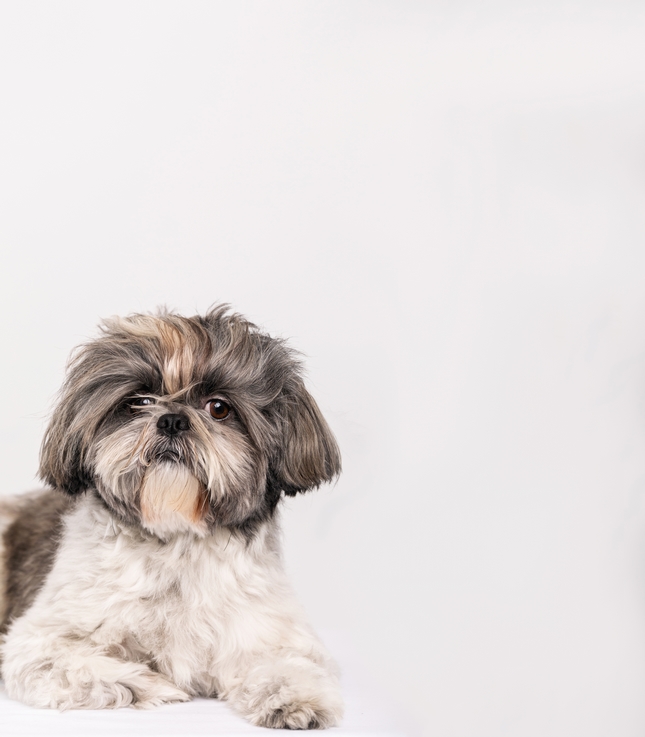 dear dog 25 9